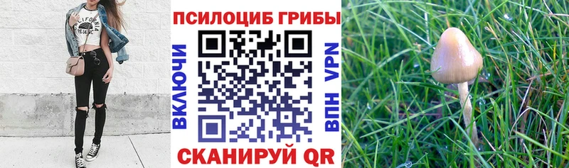 хочу наркоту  Жуковский  Псилоцибиновые грибы MAGIC MUSHROOMS 